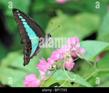 Papillon bleue commune vers un vol de fleurs de bougainvilliers roses - Graphium Sarpedon Banque D'Images