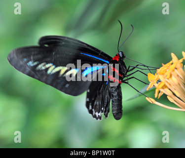 Brooke Rajah papillon de la CITES se nourrissent d'une fleur jaune Ixora en battant - Trogonoptera brookiana motion Banque D'Images