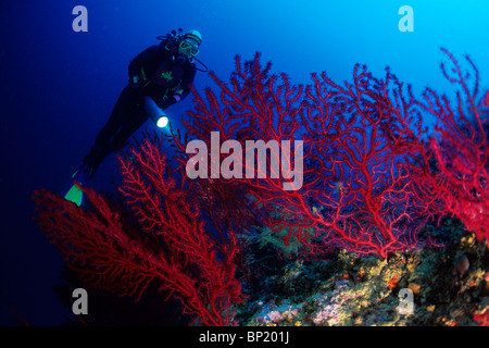 Scuba Diver et variable, gorgones Paramuricea clavata, Sardaigne, Italie Banque D'Images