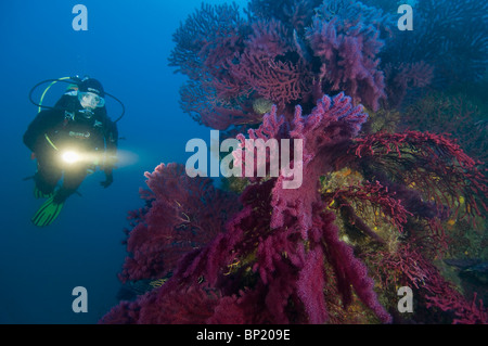 Au Reef Scuba Diver avec gorgones, Paramuricea clavata, Ustica, Sizilia, Italie Banque D'Images