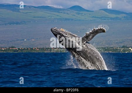 Violer Rorqual à bosse, Megaptera novaeangliae, côte de Kona, Big Island, Hawaii, USA Banque D'Images