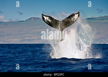 Rorqual à bosse, Megaptera novaeangliae, Pacifique, Tonga Banque D'Images