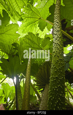 Un angle faible angle tourné sur un 'Rhubarbe géante' (Gunnera manicata) plante. Vue en contre-plongée de la Gunnère du Brésil (France). Banque D'Images