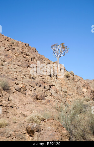 En Namibie - Quiver Tree Banque D'Images