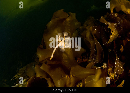 Les Méduses sur varech pédonculées, Lucernaria quadricornis, mer Blanche, la Carélie, Russie Banque D'Images