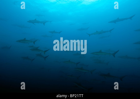 Banc de requins soyeux, Carcharhinus valciformis, Malpelo, à l'Est de l'océan Pacifique, la Colombie Banque D'Images