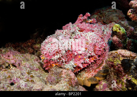 Reef poisson-pierre, Syanceia verrucosa, Rangiroa, Polynésie Française Banque D'Images