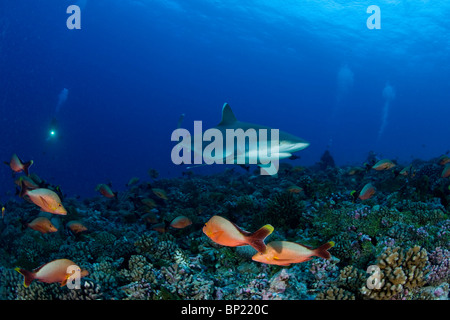 L'observation en plongée autonome, Carcharhinus albimarginatus Requin Silvertip, Rangiroa, Polynésie Française Banque D'Images