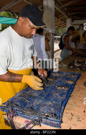 La préparation des huîtres à Pearl Farm, Rangiroa, Polynésie Française Banque D'Images