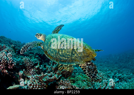 Sur la tortue imbriquée Eretmochelys imbricata, Reef, Moorea, Polynésie Française Banque D'Images