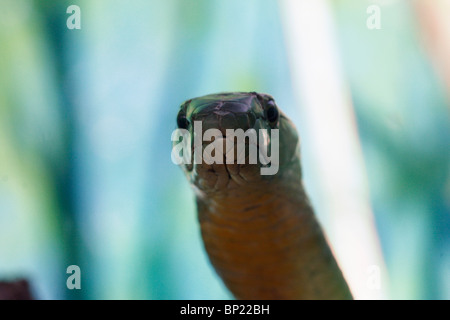 Green Mamba orientale (Dendroaspis angusticeps), Ouganda Banque D'Images