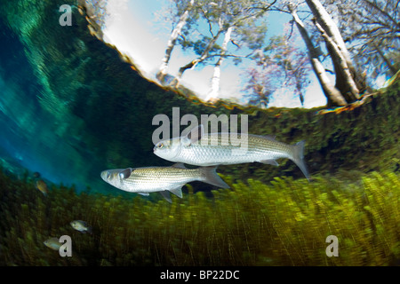 Le Mulet blanc, Mugil curema, Ginnie Springs, Florida, USA Banque D'Images