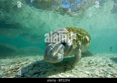 Trichechus manatus lamantin, latriostris, Crystal River, Florida, USA Banque D'Images