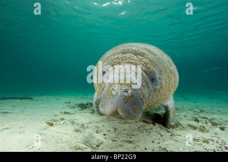 Floride Trichechus manatus Lamantin, latriostris, Crystal River, Florida, USA Banque D'Images