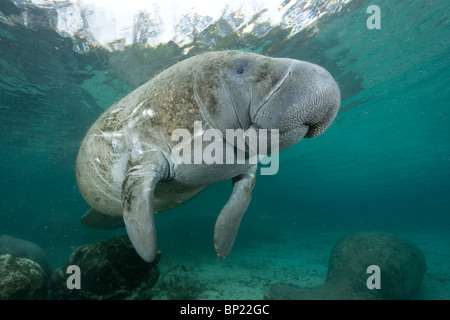 Trichechus manatus lamantin, latriostris, Crystal River, Florida, USA Banque D'Images