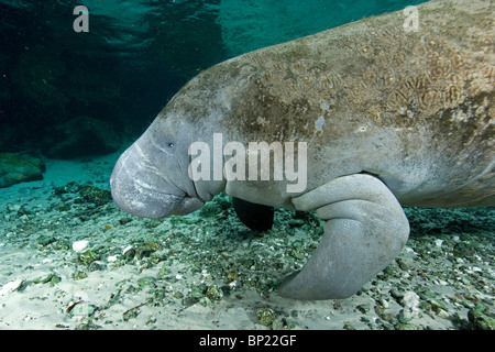 Trichechus manatus lamantin, latriostris, Crystal River, Florida, USA Banque D'Images