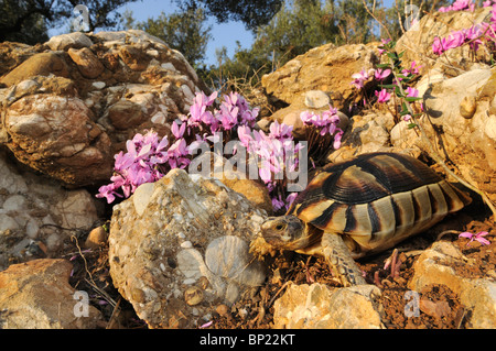 Chat tortue, marginated tortoise (Testudo marginata), juvénile ramper entre pierres et cyclamen (Cyclamen graecum), G Banque D'Images