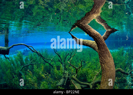 Impressions de la rivière Arc-en-ciel, Rainbow River, Florida, USA Banque D'Images