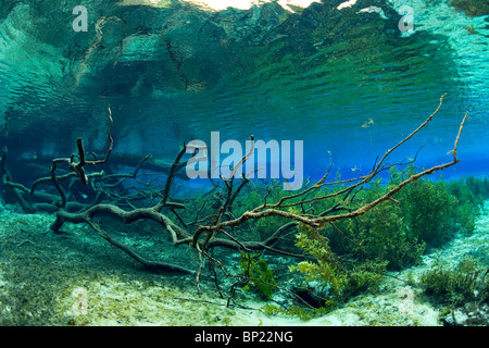 Impressions de la rivière Arc-en-ciel, Rainbow River, Florida, USA Banque D'Images