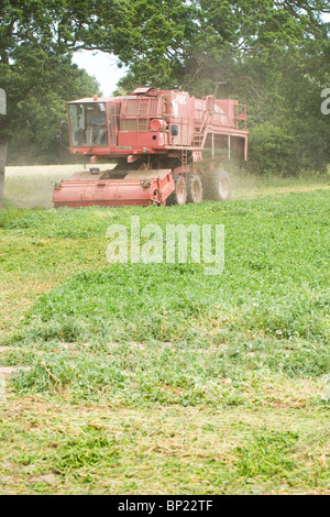 Récolteuse de pois Viner en action. Juin, Norfolk. Banque D'Images