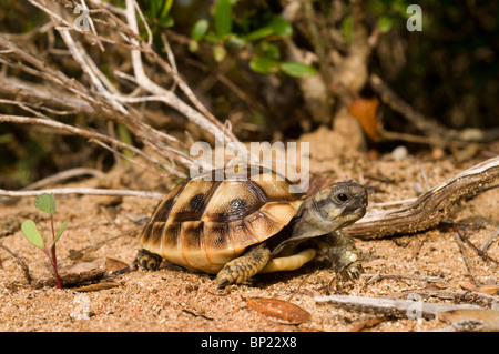 Tortue tortue grecque, Hermanns, Boettgers (tortue Testudo hermanni boettgeri), juvénile, Grèce, Péloponnèse, Messinien Banque D'Images