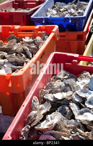 Pêche aux huîtres de Whitstable Whitstable au Restaurant à Kent, Angleterre, Royaume-Uni. Photo:Jeff Gilbert Banque D'Images