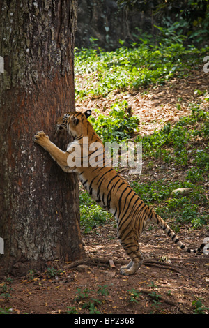 Tigre du Bengale Panthera tigris récupérer un arbre de l'Inde Banque D'Images