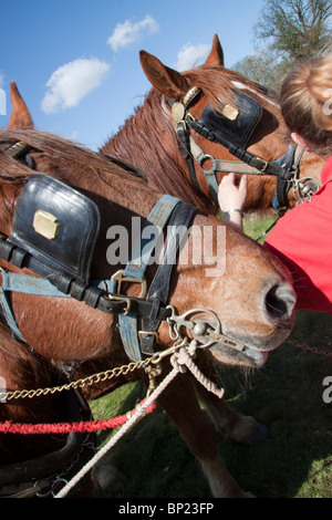 Portrait de deux chevaux Suffolk Punch Banque D'Images