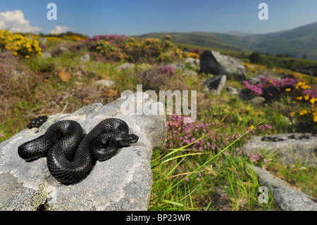 L'additionneur ibérique pyrénéen, Viper, viper Portugais (Vipera seoanei), melanistic adder, Portugal Banque D'Images
