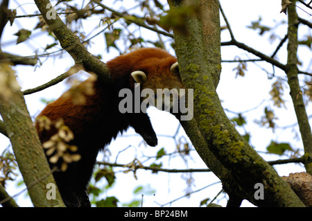 Close-up d'un panda rouge