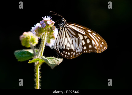 Papillon de l'asclépiade et fleur pourpre. Papillon de l'Asclépiade (Parantica aglea maghaba). Banque D'Images