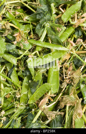 Récolte de pois (Pisum) satvium. Les gousses vides faite sur le terrain par la récolte de viner avoir retiré les pois. Ceux-ci seront réinvestis Banque D'Images