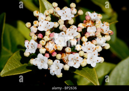 Fleurs blanches et de bourgeons dans le Printemps Français Banque D'Images
