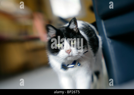 Un animal de proie inconnue tiges cat Banque D'Images