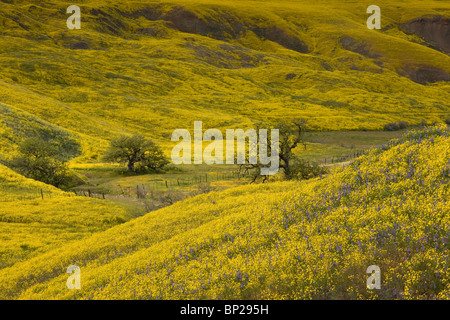 Les pentes couvertes de Daisy à flanc de Monolopia lanceolata au printemps ; de Cottonwood Canyon, près de Cuyama, Californie du sud. Banque D'Images