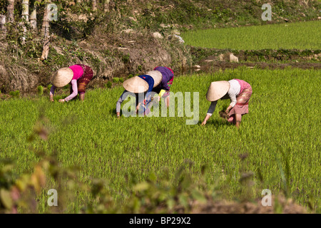 Quatre femmes portant des chapeaux coniques et des jupes pour planter du riz dans une rizière Banque D'Images