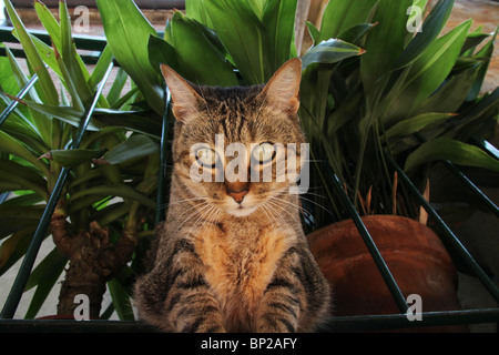 Fat Cat, Pienza, Toscane, Italie Banque D'Images