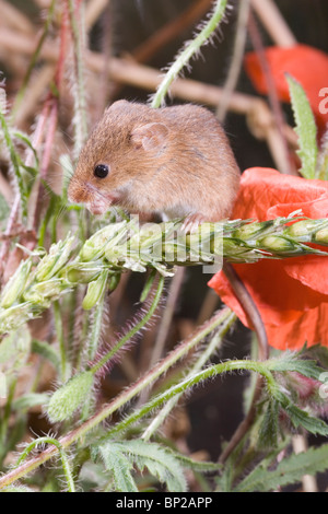 Micromys minutus (Souris). Il se nourrit de graines de blé vert non affinés généraux. Banque D'Images