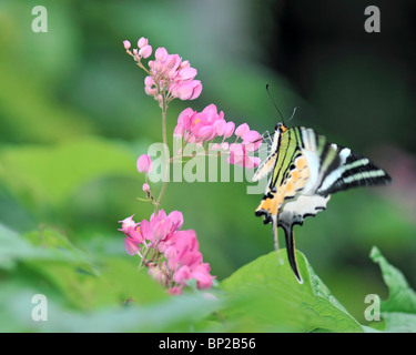 Cinq porte-épée Bar vers un vol de papillon fleur rose Bougainvillier - Pathysa Antiphates Itamputi Banque D'Images