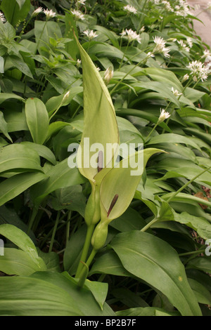 Lords-and-ladies (Arum maculatum : Araceae), avec ramsons, sur un laneside, UK. Banque D'Images