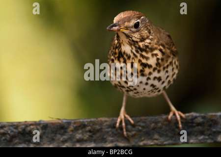 Grive musicienne (Turdus philomelos) à Bodmin Cornwall. Photographie de la Lune prise Banque D'Images