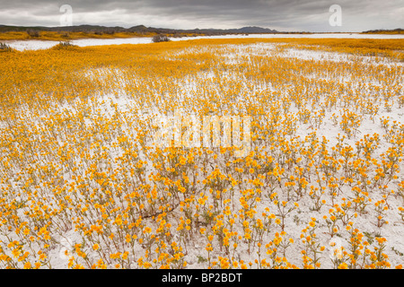 Des masses de coutre, Goldfields Lasthenia glabrata ssp. coulteri Soda Lake ou Alkali Lake en Carrizo Plain National Monument, Banque D'Images