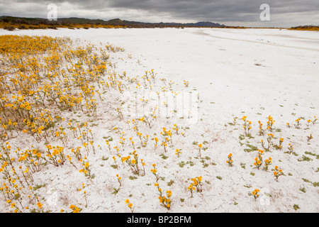 Des masses de coutre, Goldfields Lasthenia glabrata ssp. coulteri Soda Lake ou Alkali Lake en Carrizo Plain National Monument, Banque D'Images