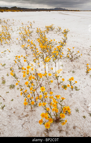 Des masses de coutre, Goldfields Lasthenia glabrata ssp. coulteri Soda Lake ou Alkali Lake en Carrizo Plain National Monument, Banque D'Images