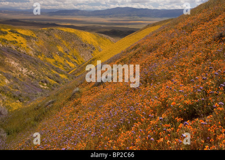 Masses spectaculaire de fleurs sauvages, en particulier San Joaquin blazing star Mentzelia pectinata, gamme Temblor Carrizo Plain Banque D'Images