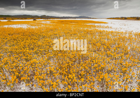 Des masses de coutre, Goldfields Lasthenia glabrata ssp. coulteri Soda Lake ou Alkali Lake en Carrizo Plain National Monument, Banque D'Images