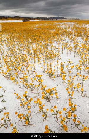 Des masses de coutre, Goldfields Lasthenia glabrata ssp. coulteri Soda Lake ou Alkali Lake en Carrizo Plain National Monument, Banque D'Images