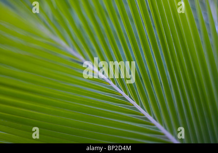 Détail feuille de palmier vert Banque D'Images