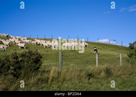 Border Collie chien de travail arrondissement moutons sur la colline des Highlands écossais. Banque D'Images