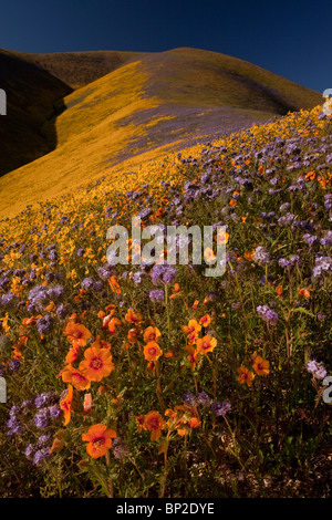 Masses de fleurs sauvages spectaculaires, principalement liatris San Joaquin La gamme Temblor, Carrizo Plain, en Californie. Banque D'Images